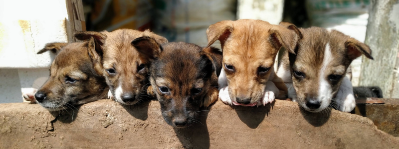 puppy rescue puppy rescue
